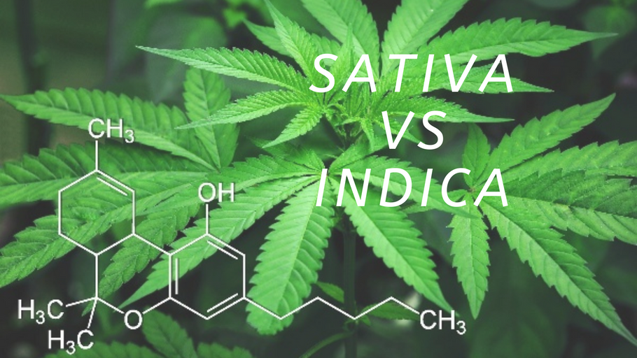 SATIVA VS INDICA