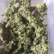 Flower MANGO 1G