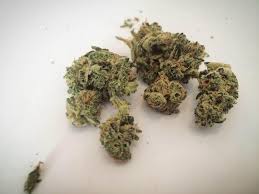 Flower ROSE 1G